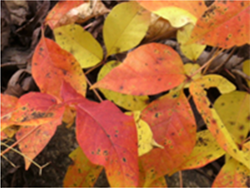 Beautiful fall colors of poison ivy