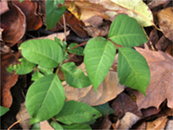 Dull green color of poison ivy