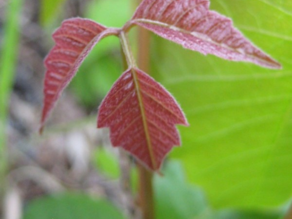 Spring shiny scarlet leaves of poison ivy