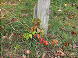 Three colors of poison ivy